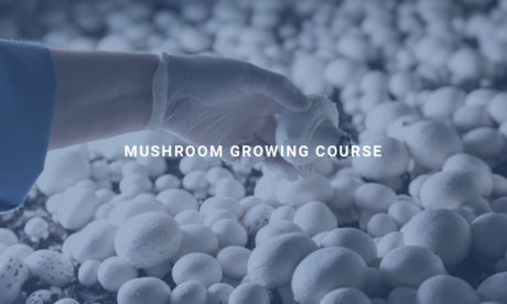Mushroom Growing Course